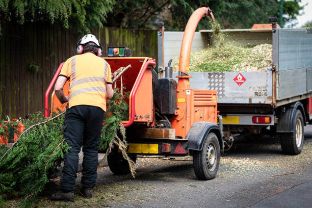 Tree Branch Trimming